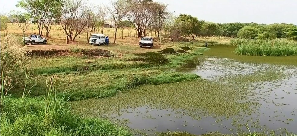 Represa de Votuporanga está tomada por plantas aquáticas  — Foto: Reprodução/TV TEM