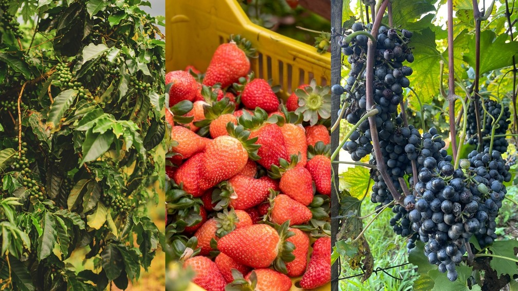 Cultivos de café, morango e uva de vinho alavancam na última década no Sul de Minas — Foto: Montagem g1