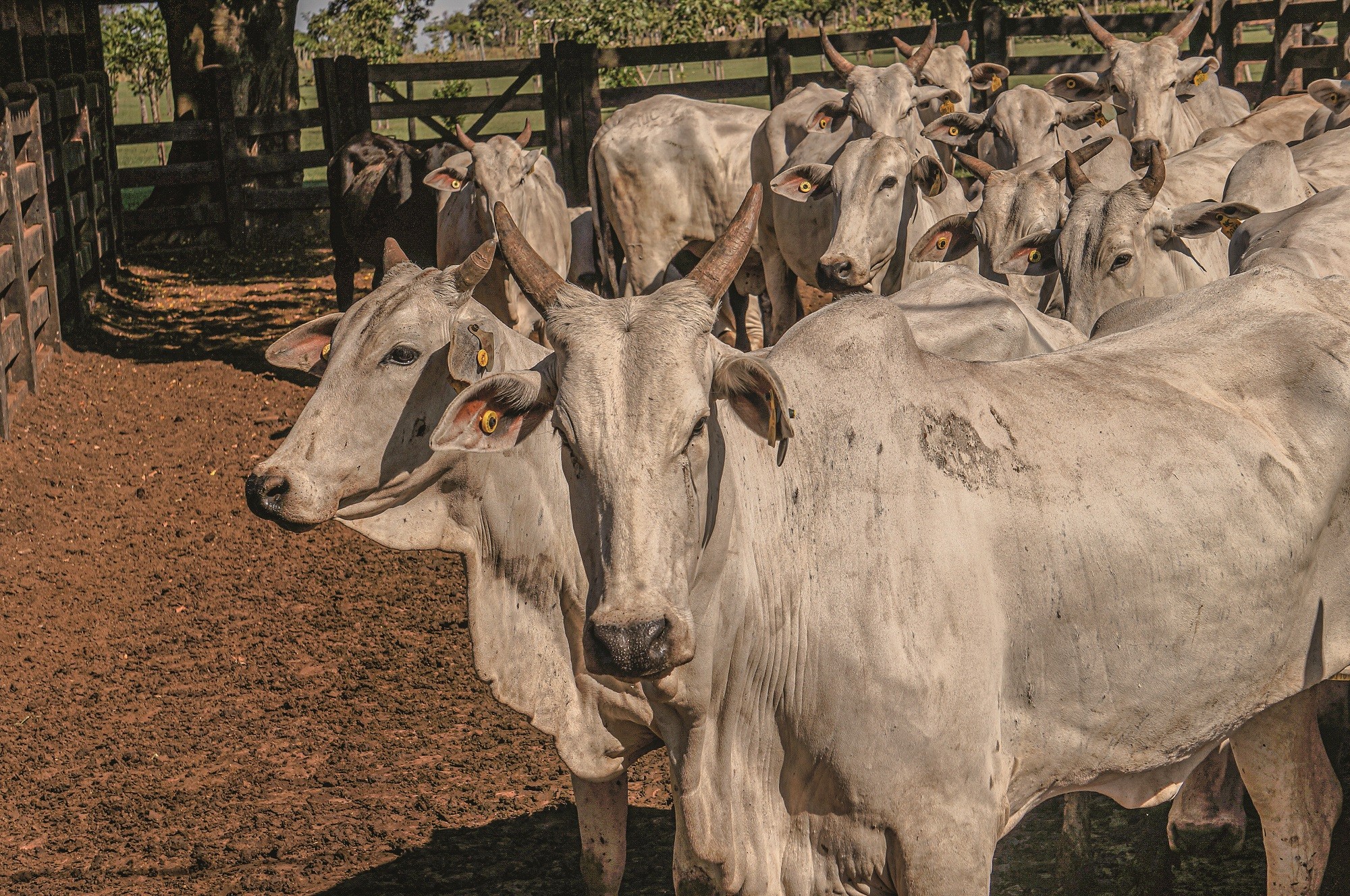Tecnologia em formato de brinco permite acesso online às informações sobre os bovinos (Foto: GRUPO NC/AGROPECUÁRIA BURACÃO)