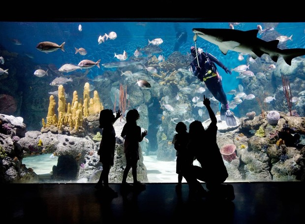 Bioparque TemaikÃ¨n (Foto: ReproduÃ§Ã£o/mibuenosaires)