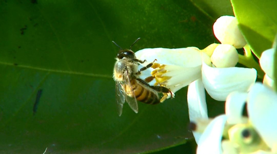 Novo estudo constata o desaparecimento das abelhas no mundo thumbnail