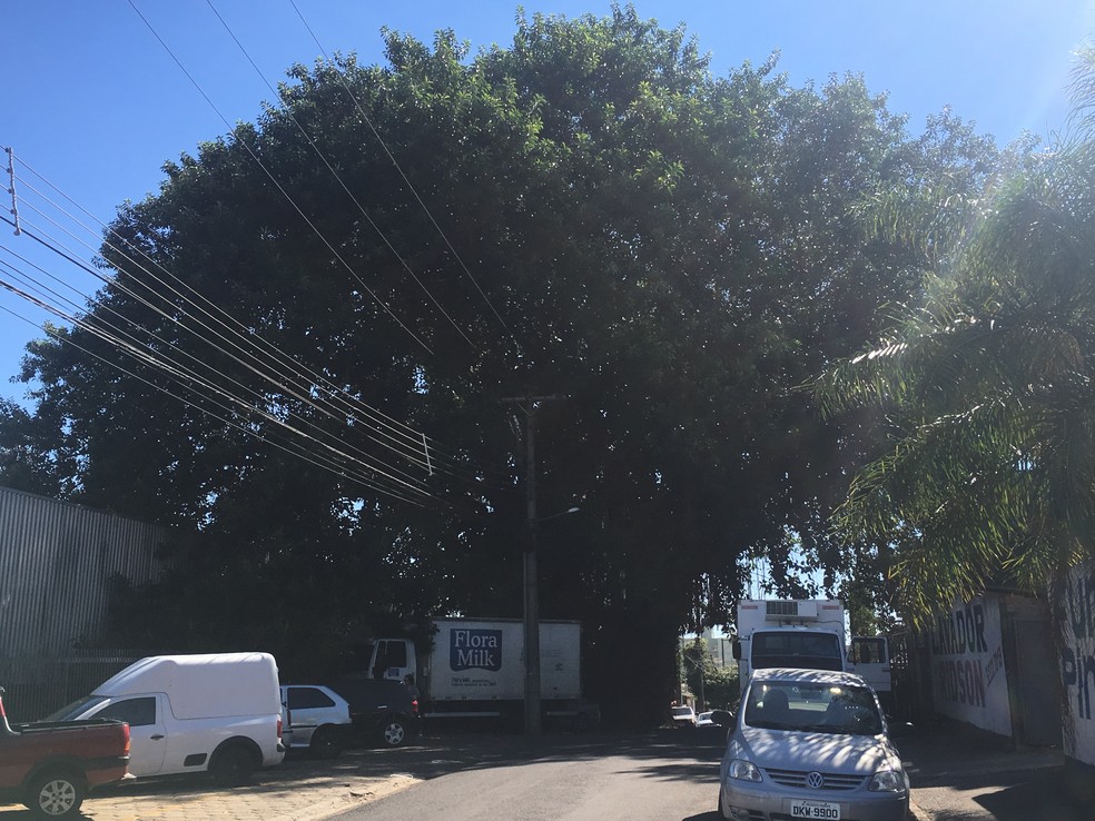 Registro da figueira em 2018 — Foto: Gelson Netto/g1