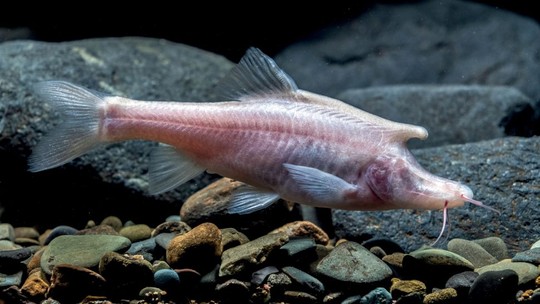 Nova espécie de peixe-unicórnio cego é encontrada em cavernas da China