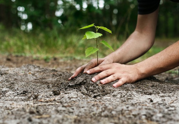 Plantar uma árvore: resolução de Ano Novo para se tornar uma pessoa melhor ; sustentabilidade ; (Foto: Divulgação)