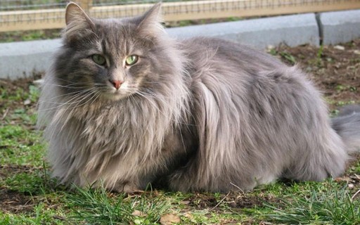 Como Gatos Passaram De Felinos Selvagens A Animais Domesticados Revista Galileu Ciencia