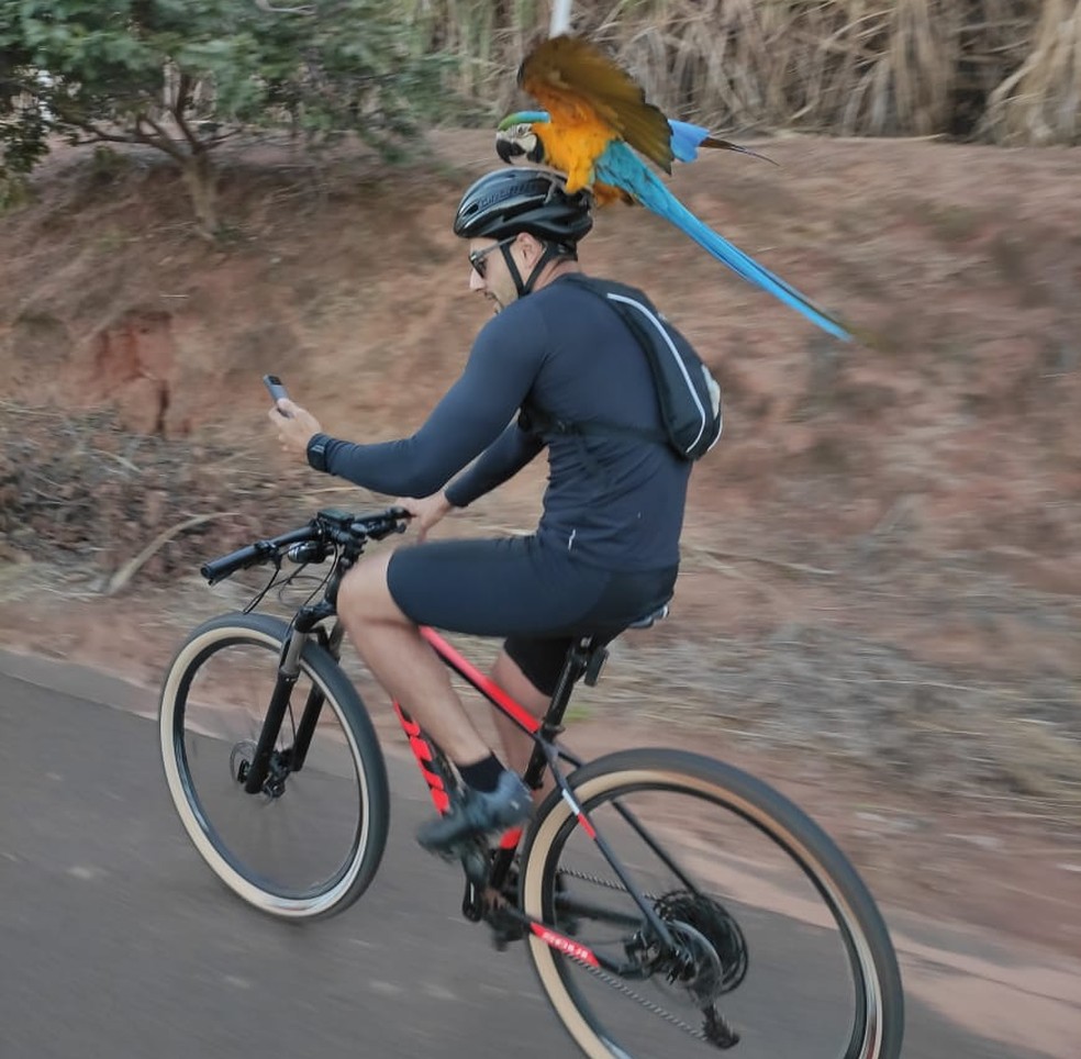 Arara-canindé, espécie ameaçada de extinção, acompanha ciclista em 'passeio' — Foto: Leonardo Testa Suzano