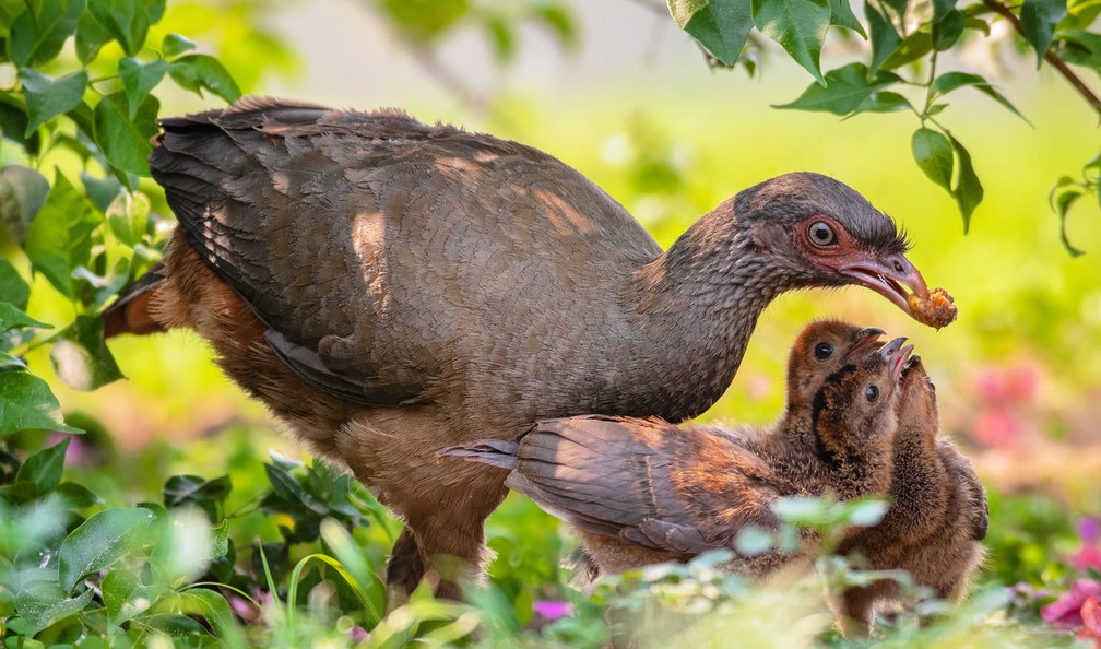Biólogo fala que ave é endêmica na região e conhecida como "despertador" no Pantanal — Foto: Luiz Felipe Mendes/Arquivo Pessoal