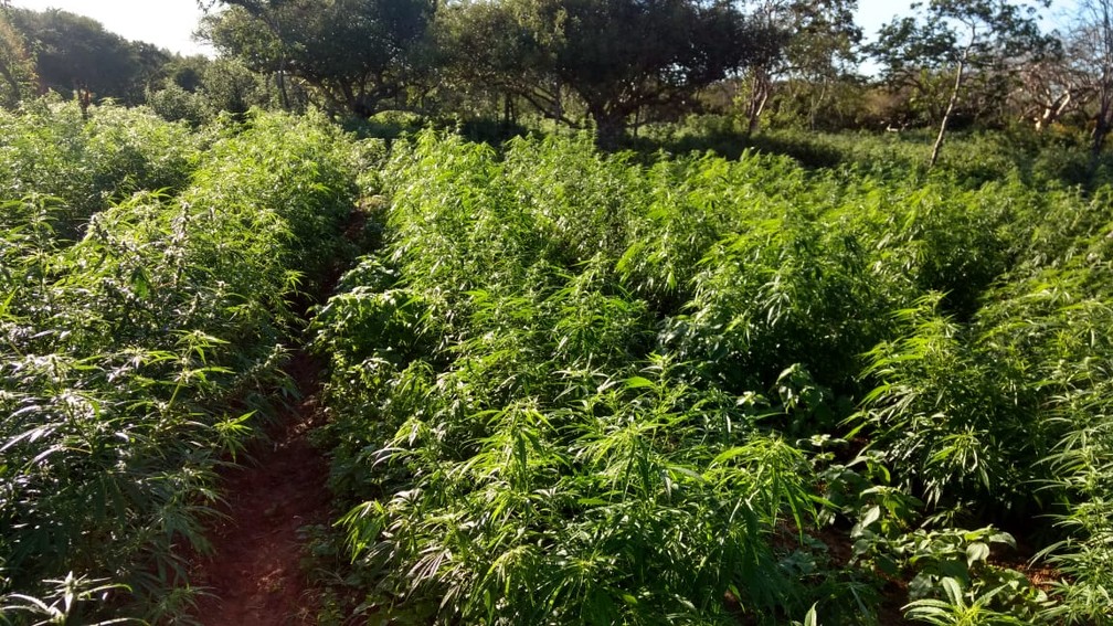 Plantação de maconha encontrada em Euclides da Cunha, na Bahia — Foto: Divulgação/SSP-BA