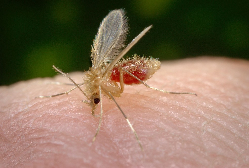 Mosquito-palha costuma ser o transmissor do protozoário da leishmaniose em áreas urbanas — Foto: James Gathany/CDC
