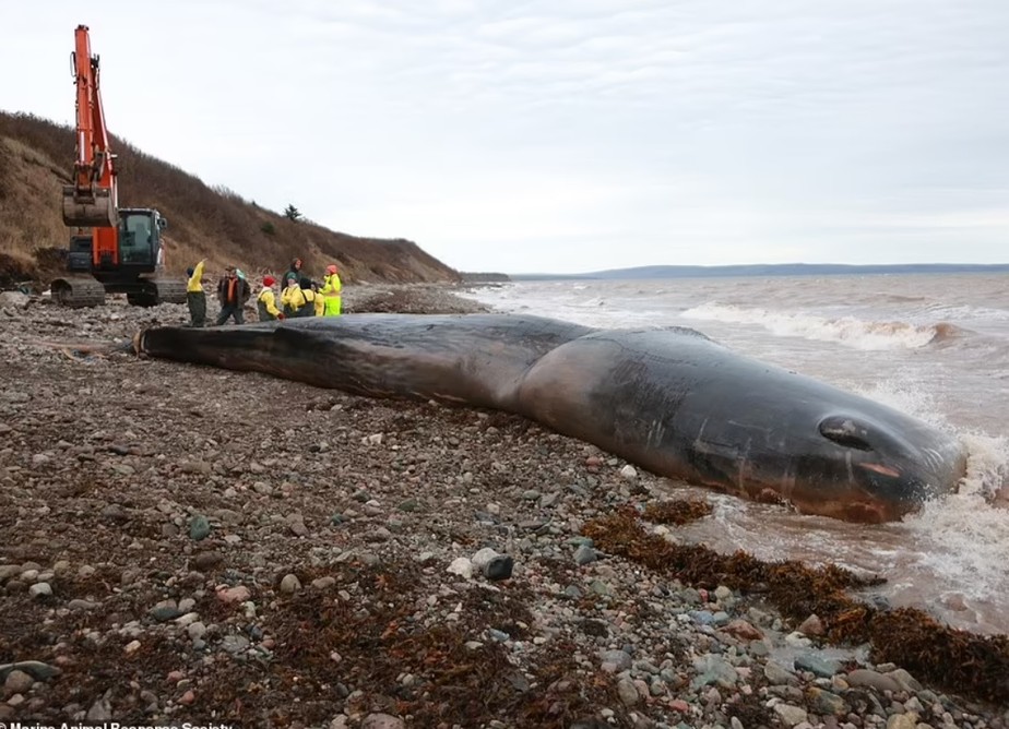 A cachalote foi descoberta ainda viva nas margens da costa canadense, mas não resistiu
