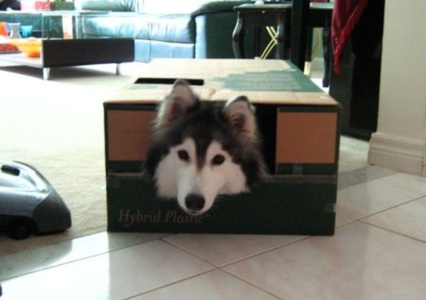 Passatempos do cachorro incluem brincar em caixas e ficar sentado o dia todo, assim como é comum dos felinos (Foto: Reprodução/Imgur/xlinnea)