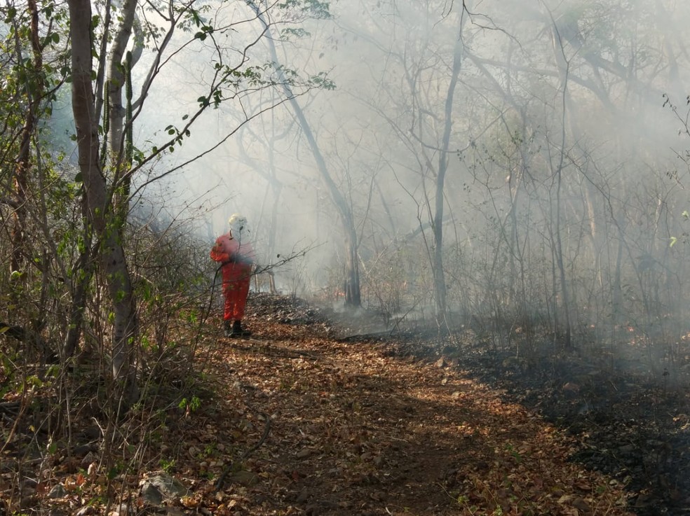Incêndio florestal é controlado após devastar 10 km de mata no Norte do Piauí — Foto: Kairo Amaral/TV Clube