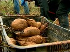 Produtores apostam no cultivo da batata yacon em Carandaí, MG
