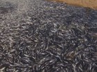 Milhares de peixes são encontrados mortos no Rio Jucu