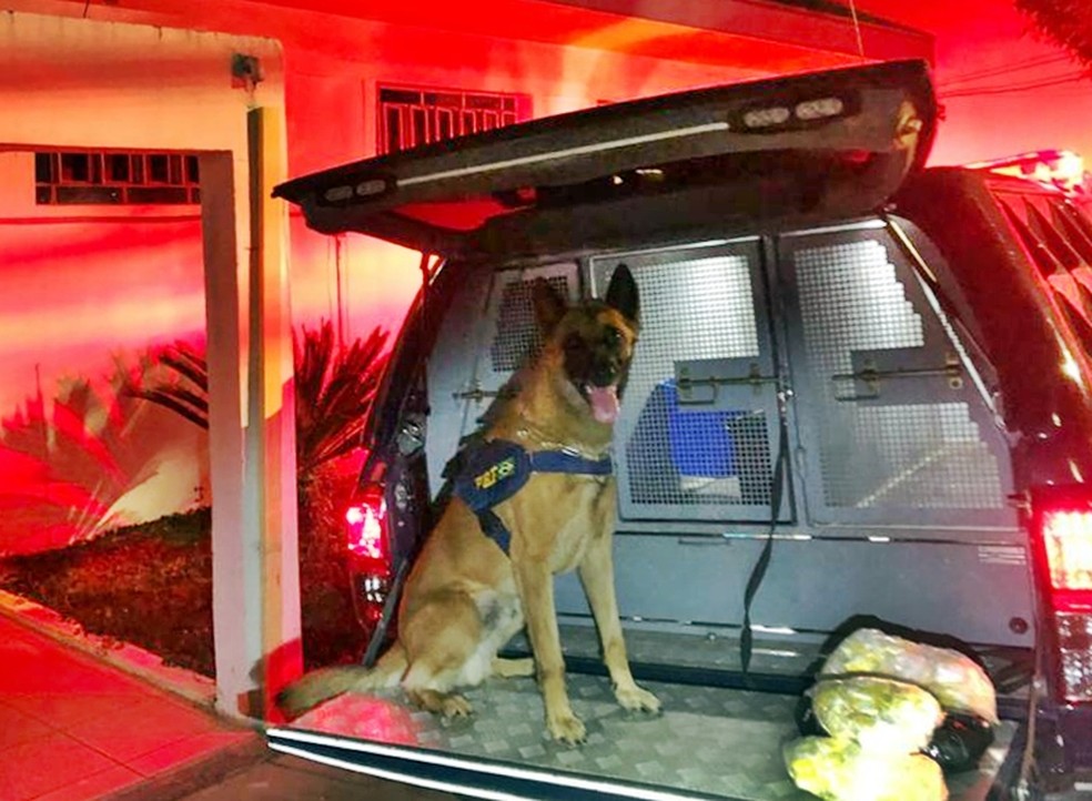 Droga estava em carro na Fernão Dias; cão farejador encontrou material — Foto: Polícia Rodoviária Federal