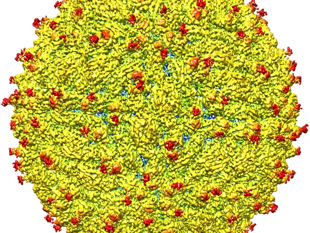 Imagem é representação da superfície do vírus da zika; equipe de cientistas conseguiu determinar a estrutura do vírus pela primeira vez  (Foto: Universidade Purdue/Cortesia)