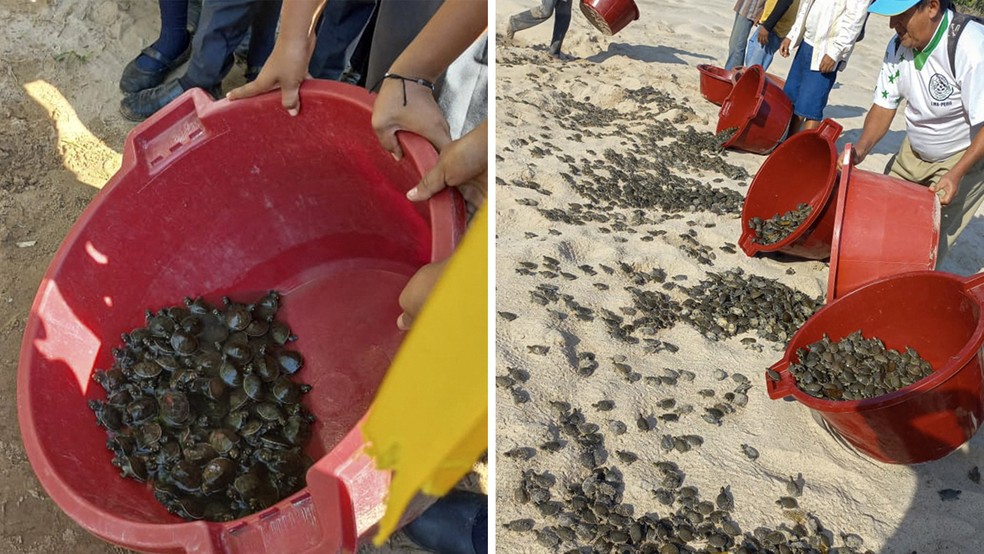 Foto divulgada em 29 de outubro de 2022 por órgão de preservação ambiental do Peru mostra liberação de mais de  6 mil tartarugas em lago no Parque Nacional Cordilheira Azul, que fica em região montanhosa da Amazônia peruana — Foto: Divulgação Sernanp via AFP