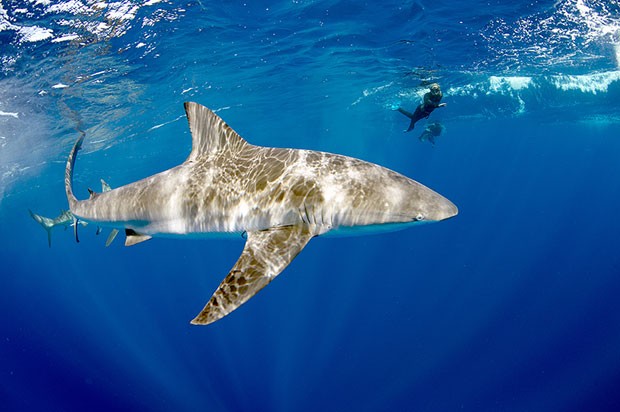 tubarão-das-Galápagos (Foto: Divulgação/Daniel Botelho)