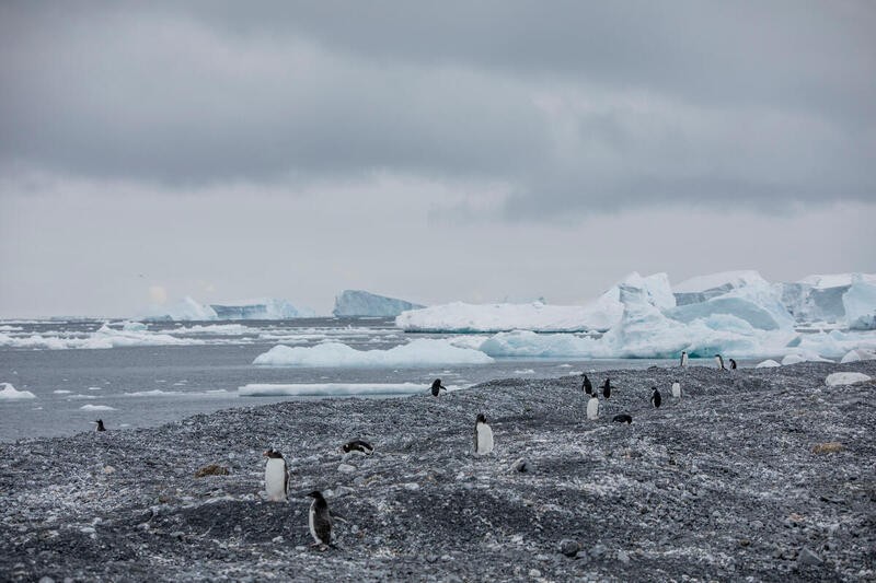 Pinguins-gentoo e pinguins-de-adélia na Ilha Andersson no Estreito Antártico (Foto: Tomás Munita / Greenpeace)