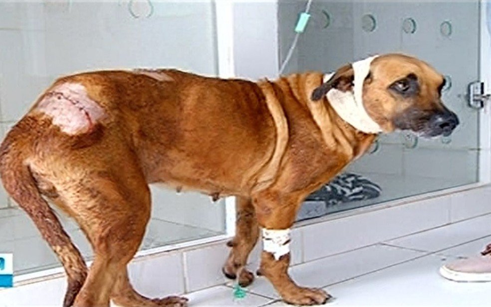 Lavrador é preso suspeito de ferir cadela com golpes de facão por se incomodar com barulho do latido — Foto: TV Anhanguera/Reprodução