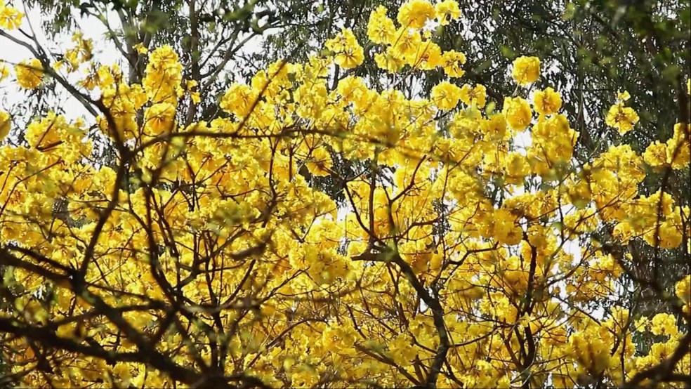 Ipê amarelo — Foto: Reprodução/TV TEM