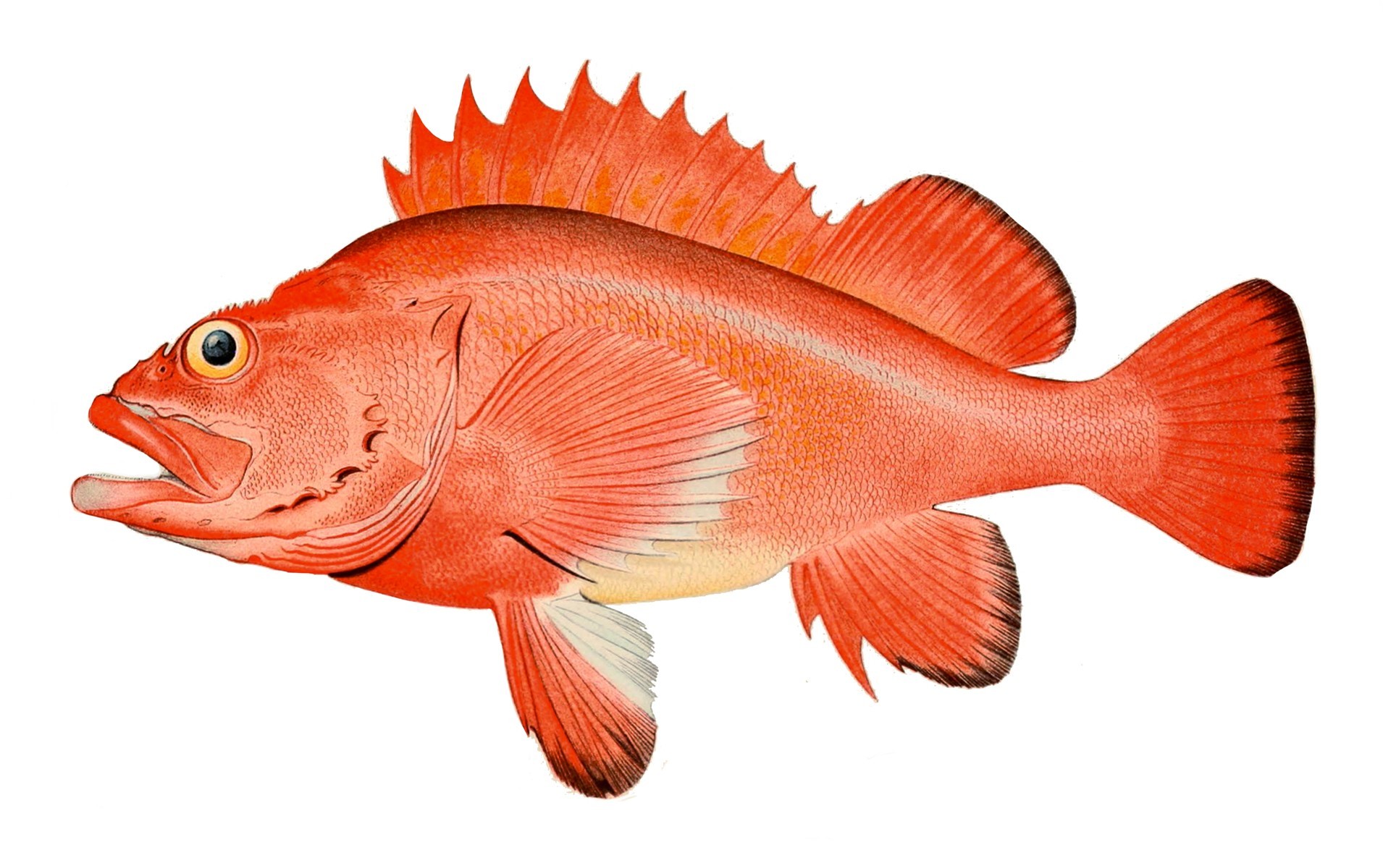  (Foto: Wikimedia/Bulletin of the United States Fish Commission)