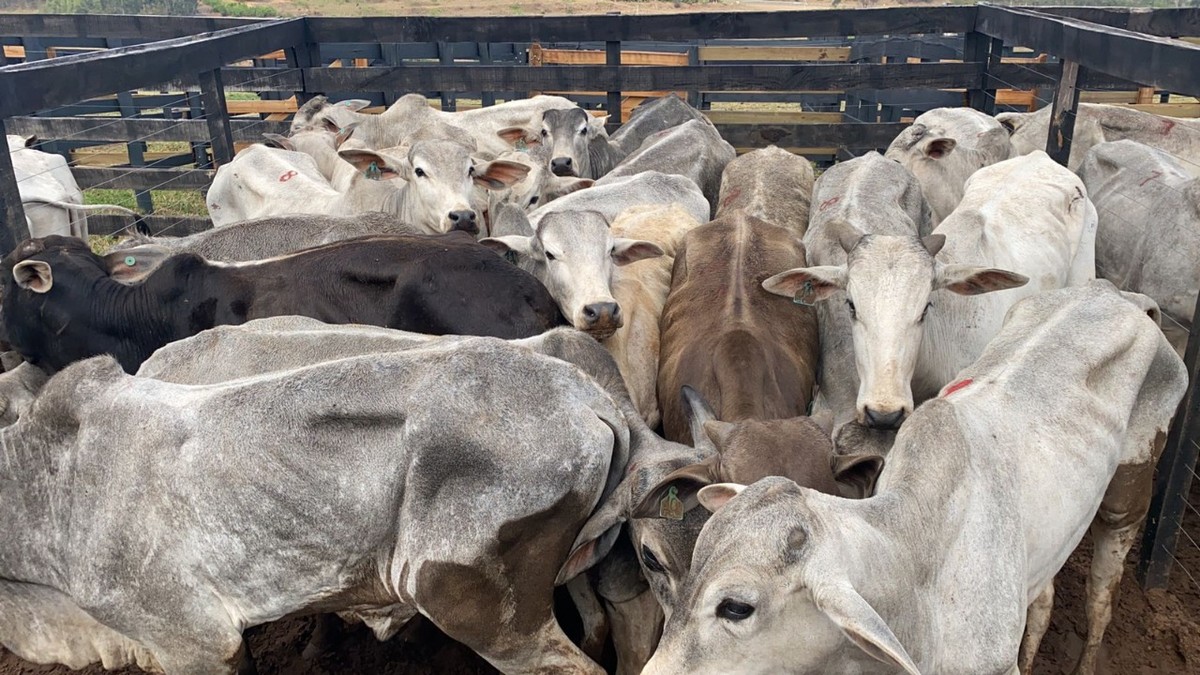 Policia Civil Recupera 336 Cabecas De Gado Avaliadas Em Mais De R 1 Milhao Roubadas De Fazenda Em Itatinga Bauru E Marilia G1