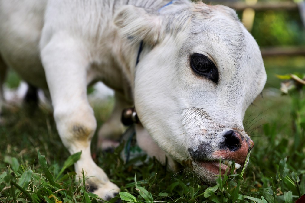 Rani, a pequena vaca de Bangladesh, que pode ser a menor do mundo em foto de 13 de julho — Foto: Mohammad Ponir Hossain/Reuters