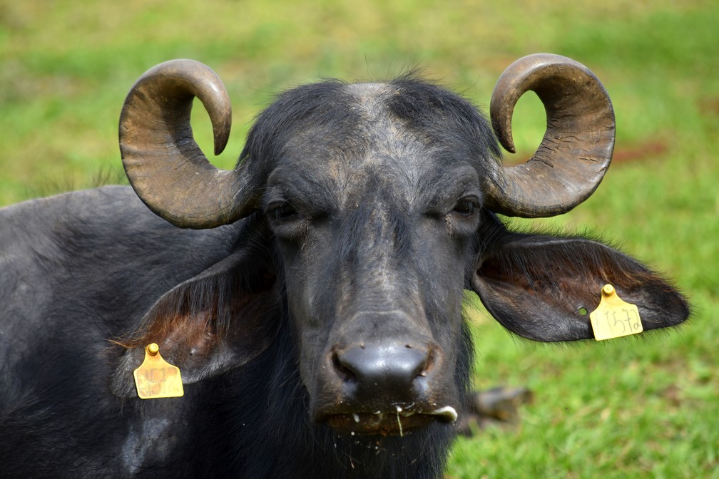 Caso das búfalas de Brotas (SP) completa um ano e animais seguem em recuperação na Fazenda Água Sumida — Foto: Fabio Rodrigues/g1