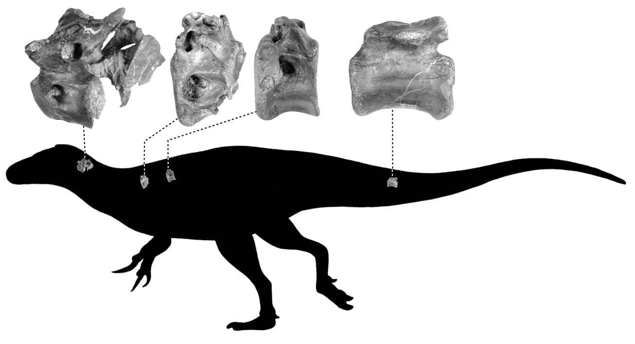 Paleontólogos descobrem nova espécie de dinossauro gigante na Catalunha,  Espanha