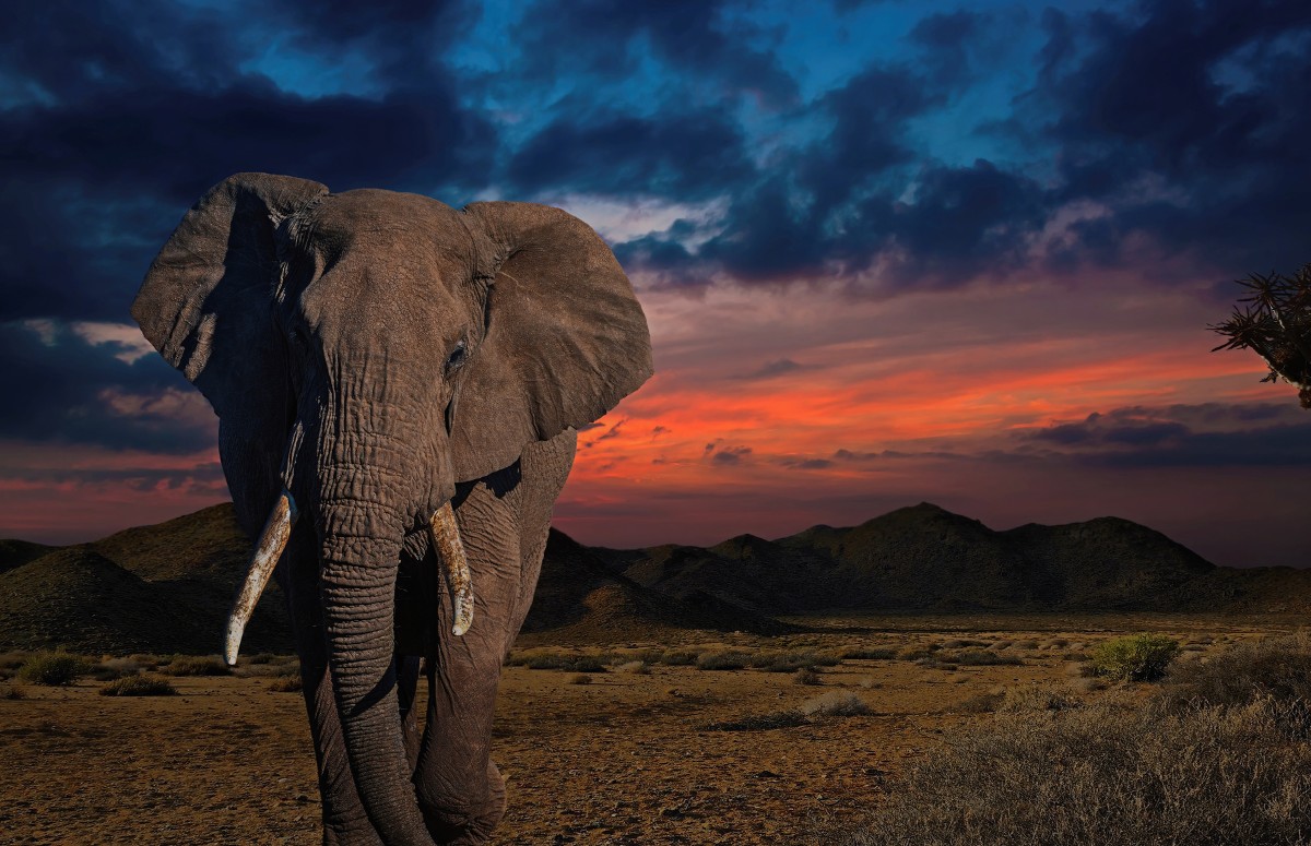 Os elefantes são herbívoros e habitam em regiões da África (Foto: Canva/ CreativeCommons)