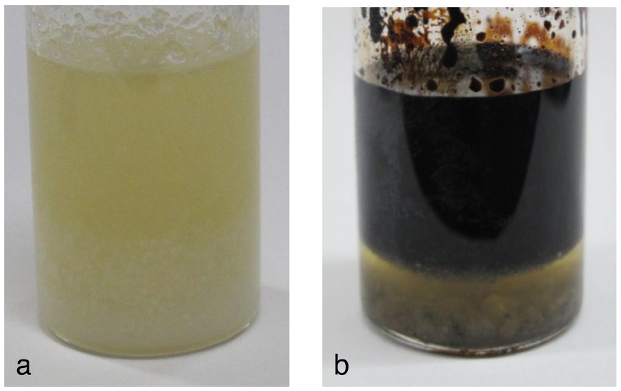 Copo com água e petróleo produzidos pelos cientistas (Foto: Hideyuki Nakano et al., Scientific Reports, May 8, 2020)