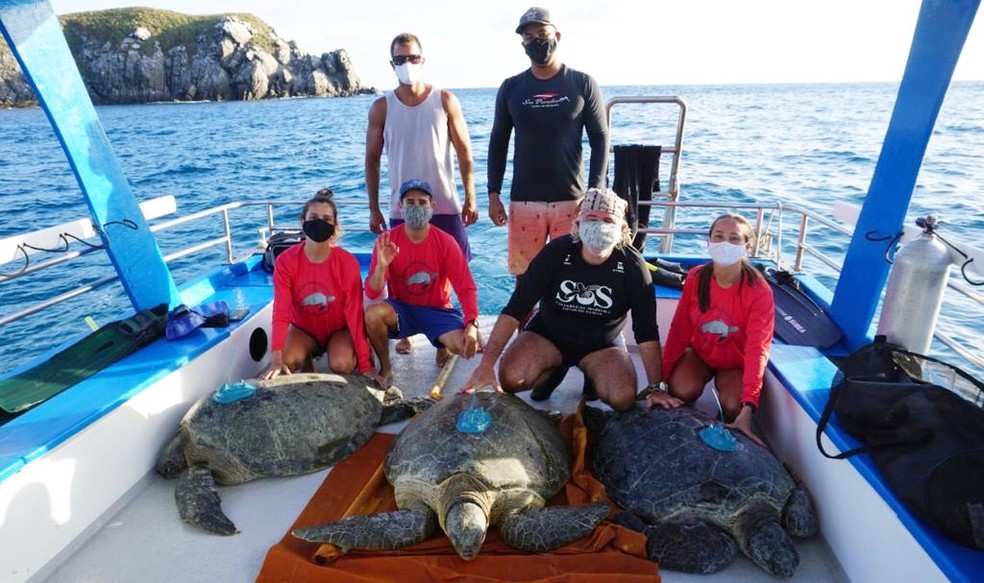 Os pesquisadores instalaram transmissores nas tartarugas — Foto: Armando Barsante/Acevo pessoal 