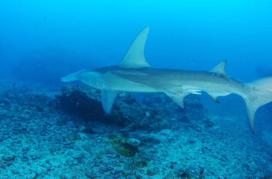 Fotógrafa faz registro raro de tubarão-martelo em Fernando de Noronha: 'foi a primeira vez e talvez seja a única', diz thumbnail