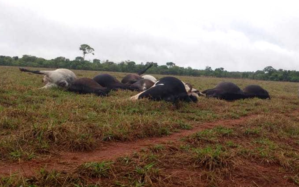 Produtor rural calcula prejuízo de R$ 50 mil com a morte das vacas em Cromínia, Goiás — Foto: Arquivo pessoal/ Onésio da Silva