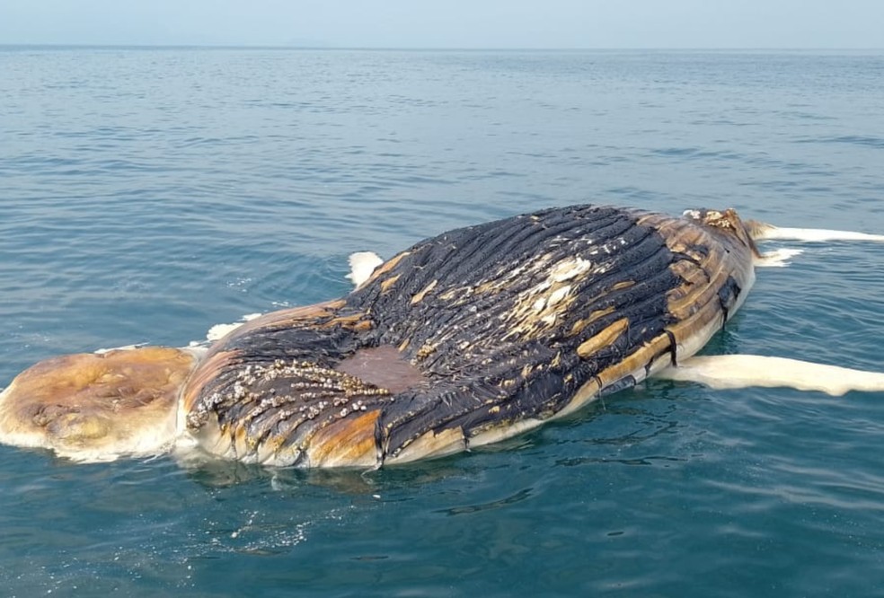 Baleia jubarte é encontrada morta em ilha de São Sebastião — Foto: Foto: Divulgação/Instituto Argonauta 