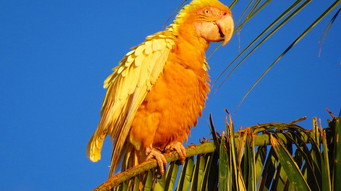 Plumagem Diferente De Arara Chama Atencao De Observadores No Tocantins Terra Da Gente G1