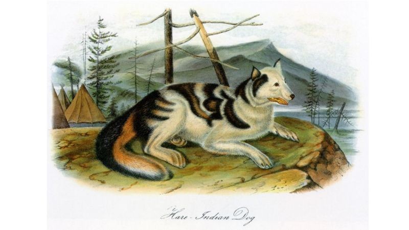O cão indígena Hare – criado pelos indígenas Hare do norte do Canadá para caçar – foram extintos depois de se misturarem com cães ocidentais no século 19 (Foto: Alamy via BBC News)