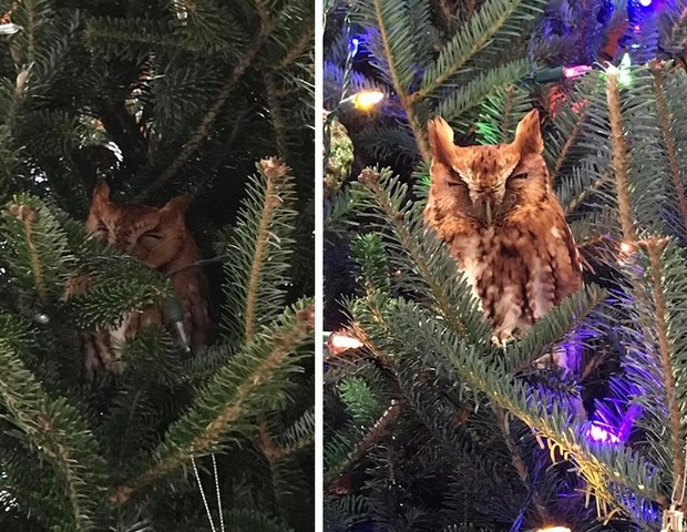 Segundo especialista, a coruja poderia estar morando na árvore há uma semana (Foto: Reprodução Facebook)