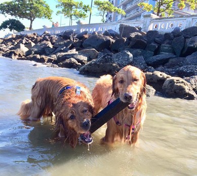 cachorros-golden-praia (Foto: Arquivo Pessoal/ Karina Requejo)