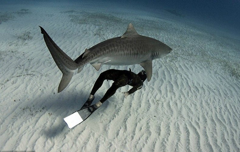 Brasileiro fotografa casal que nada com tubarões sem equipamento de proteção (Foto: Raul Boesel Jr)