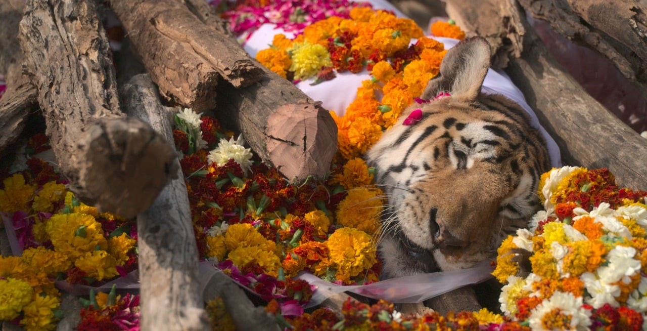 Tigresa que deu à luz 29 filhotes ganhou funeral na Índia  (Foto: Department of Forest, Madhya Pradesh/Reprodução/Facebook )