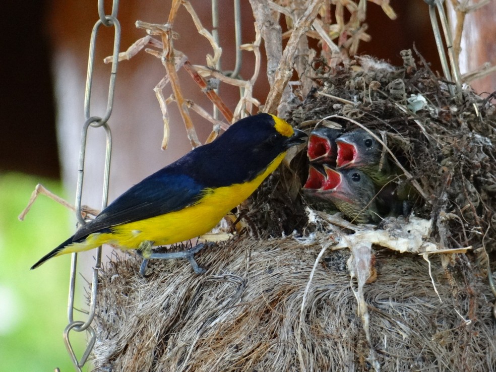 Número de aves de Arceburgo (MG) aumentou com o cuidado com a natureza local — Foto: Ademir Carosia/Acervo Pessoal