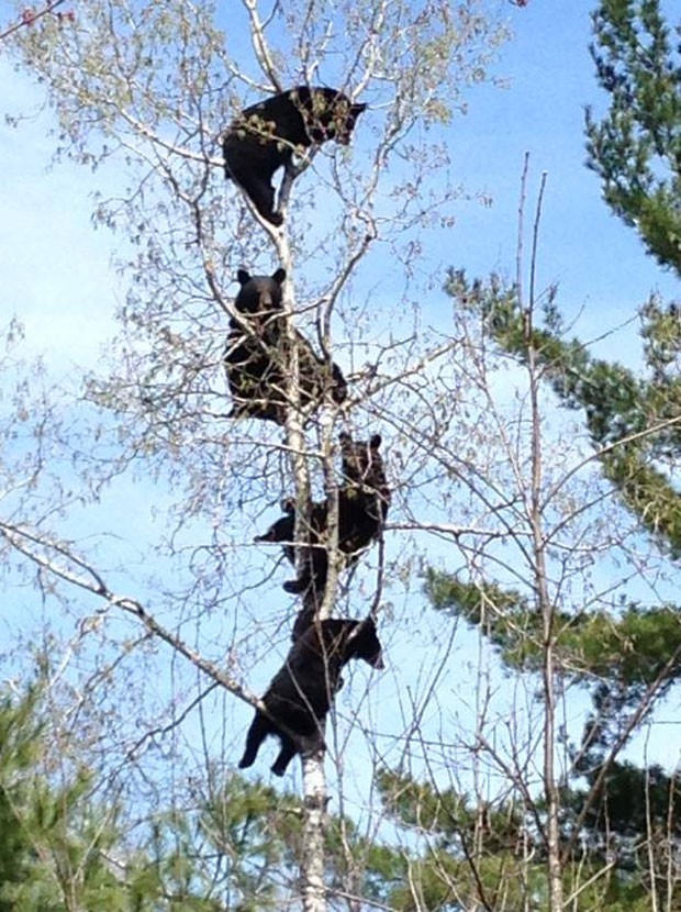 Foto de quatro ursos 'empoleirados' árvore vira hit (Foto: Reprodução/Reddit/Chobgobbler)