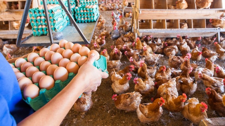 Enquanto a produção de carne de frango deve aumentar, a de ovos deve cair em 2023