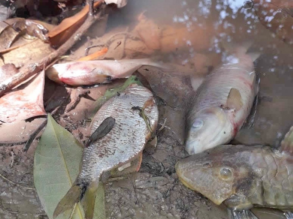 Diversos peixes foram achados mortos na última segunda-feira (23) no Rio Água Boa, entre os municípios de Juara e Novo Horizonte do Norte — Foto: Arquivo pessoal