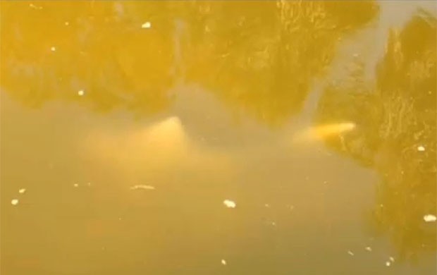 Tubarão-touro foi flagrado em um lago no condado de Brevard (Foto: Reprodução/YouTube/CBS)