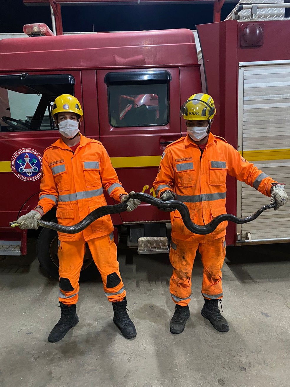 Serpente media dois metros — Foto: Corpo de Bombeiros/ Divulgação