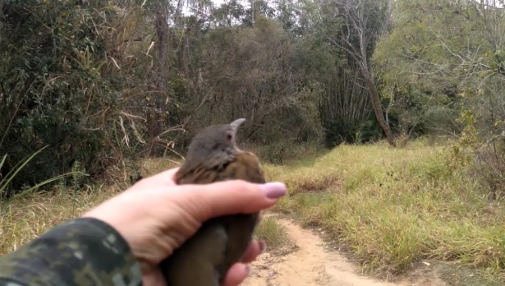 Sabiá-barranco foi uma das aves apreendidas e soltas em seu habitat — Foto: Polícia Ambiental/Cedida