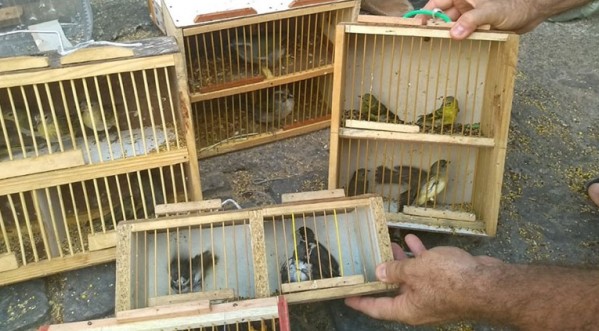 Oito são presos e mais de 100 pássaros silvestres apreendidos durante Operação 'Angry Bird' em MG e RJ 